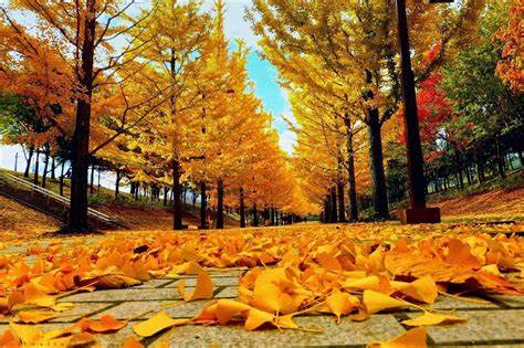 l&aacute; v&agrave;ng